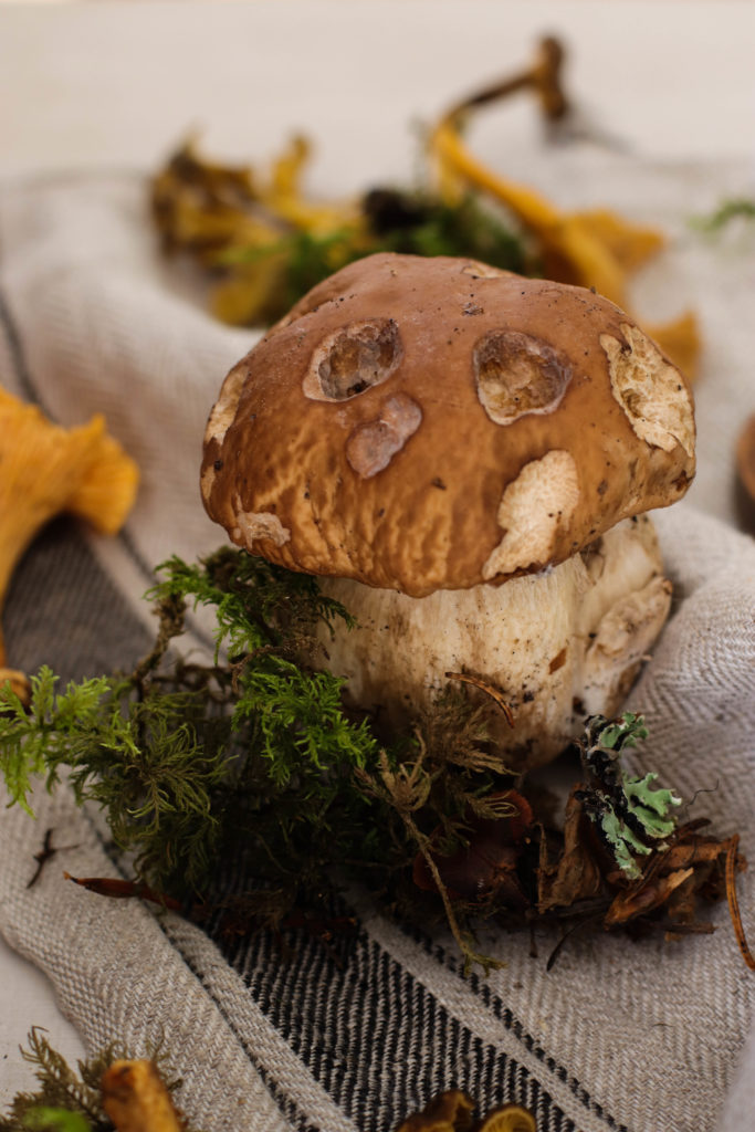 Champignons des bois recette